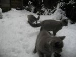 Foto's 29) 17 december 2010 - Sneeuw pret