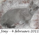 Foto's 00) A-Nest #3 Joey
