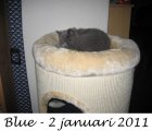 Foto's 00) A-Nest #5 Blue