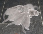 Foto's 25) 30 november 2010
