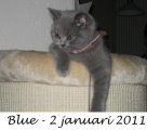 Foto's 00) A-Nest #5 Blue