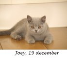 Foto's 00) A-Nest #3 Joey