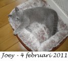 Foto's 00) A-Nest #3 Joey