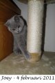 Foto's 00) A-Nest #3 Joey