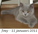 Foto's 00) A-Nest #3 Joey