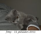 Foto's 00) A-Nest #3 Joey