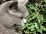 Muis