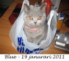 Foto's 00) A-Nest #5 Blue