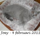 Foto's 00) A-Nest #3 Joey