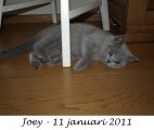 Foto's 00) A-Nest #3 Joey
