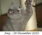 Foto's 00) A-Nest #3 Joey