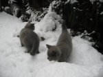 Foto's 29) 17 december 2010 - Sneeuw pret
