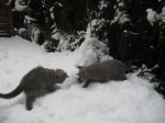 Foto's 29) 17 december 2010 - Sneeuw pret