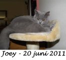 Foto's 00) A-Nest #3 Joey