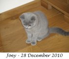 Foto's 00) A-Nest #3 Joey