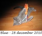 Foto's 00) A-Nest #5 Blue