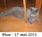 Foto's 00) A-Nest #5 Blue