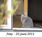 Foto's 00) A-Nest #3 Joey