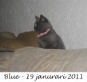 Foto's 00) A-Nest #5 Blue