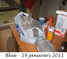Foto's 00) A-Nest #5 Blue
