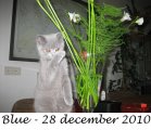 Foto's 00) A-Nest #5 Blue