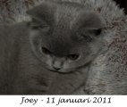 Foto's 00) A-Nest #3 Joey