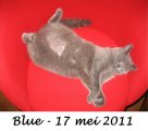 Foto's 00) A-Nest #5 Blue