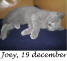 Foto's 00) A-Nest #3 Joey