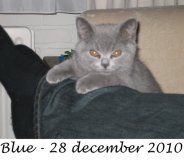 Foto's 00) A-Nest #5 Blue