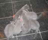 Foto's 28) 14 december 2010 - laatste keer zogen