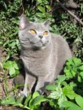 Fotoboek Muis