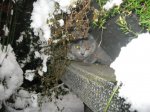 Foto's 29) 17 december 2010 - Sneeuw pret