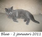 Foto's 00) A-Nest #5 Blue
