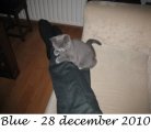 Foto's 00) A-Nest #5 Blue