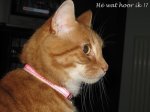 Tom