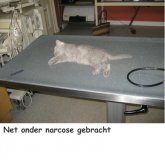 Foto's) Vroeg castratie 8 weken oud