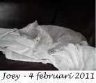 Foto's 00) A-Nest #3 Joey