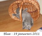 Foto's 00) A-Nest #5 Blue