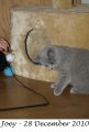 Foto's 00) A-Nest #3 Joey