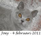 Foto's 00) A-Nest #3 Joey