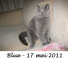 Foto's 00) A-Nest #5 Blue