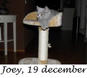 Foto's 00) A-Nest #3 Joey