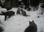 Foto's 29) 17 december 2010 - Sneeuw pret
