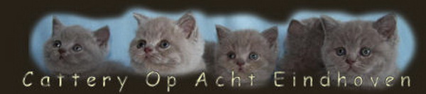CatteryOpAcht
