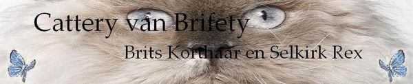 Cattery van Brifety